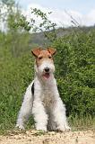 FOX TERRIER 221